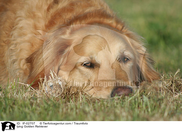 liegender Golden Retriever / lying Golden Retriever / IF-02707