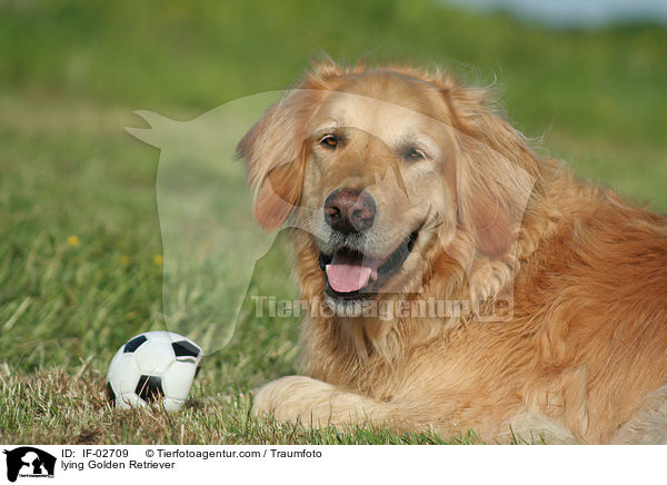 liegender Golden Retriever / lying Golden Retriever / IF-02709