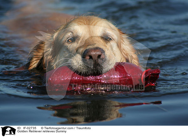 Golden Retriever mit Dummy / Golden Retriever retrieves Dummy / IF-02735