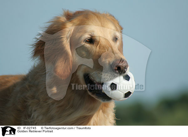 Golden Retriever Portrait / Golden Retriever Portrait / IF-02745