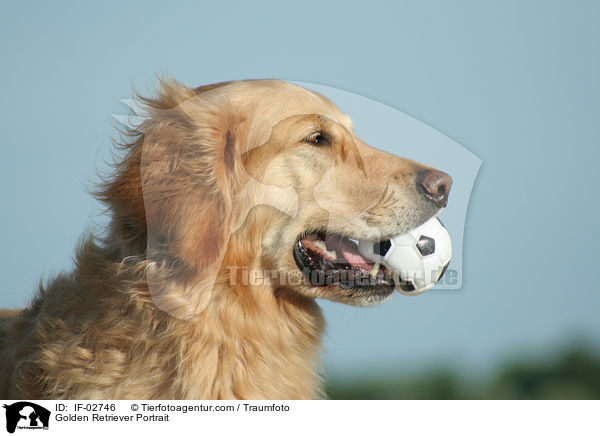 Golden Retriever Portrait / Golden Retriever Portrait / IF-02746