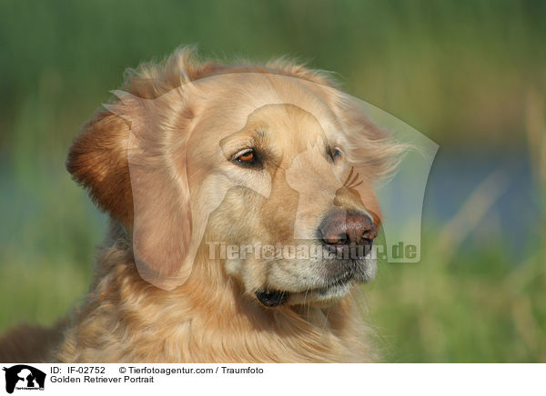 Golden Retriever Portrait / Golden Retriever Portrait / IF-02752
