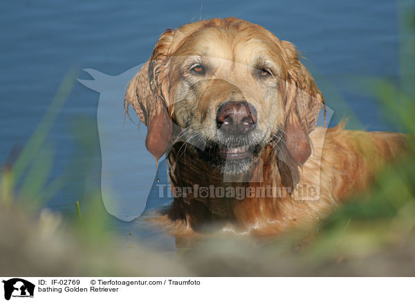 badender Golden Retriever / bathing Golden Retriever / IF-02769