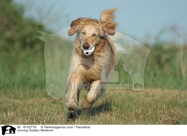 rennender Golden Retriever / running Golden Retriever / IF-02778