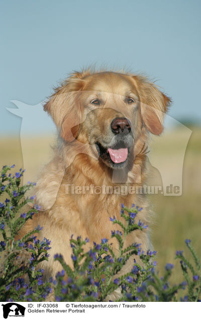 Golden Retriever Portrait / Golden Retriever Portrait / IF-03068