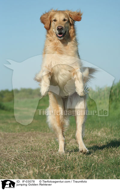 springender Golden Retriever / jumping Golden Retriever / IF-03078