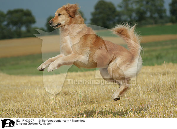 springender Golden Retriever / jumping Golden Retriever / IF-03097