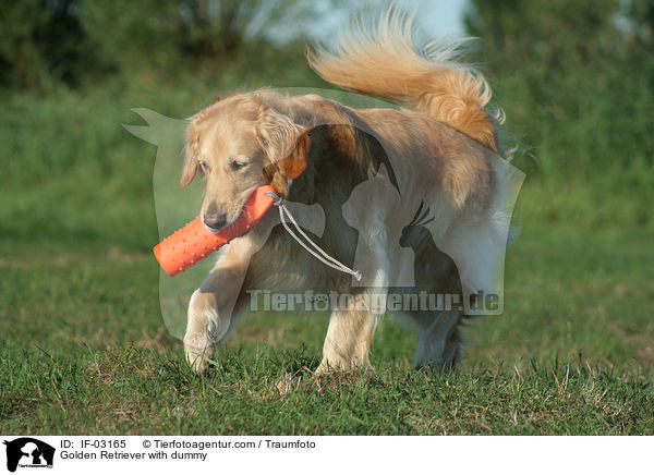 Golden Retriever mit Dummy / Golden Retriever with dummy / IF-03165