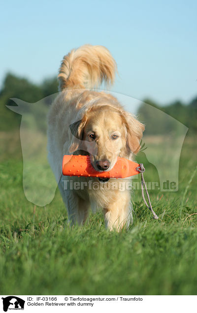 Golden Retriever mit Dummy / Golden Retriever with dummy / IF-03166