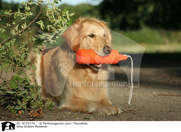 liegender Golden Retriever / lying Golden Retriever / IF-03174