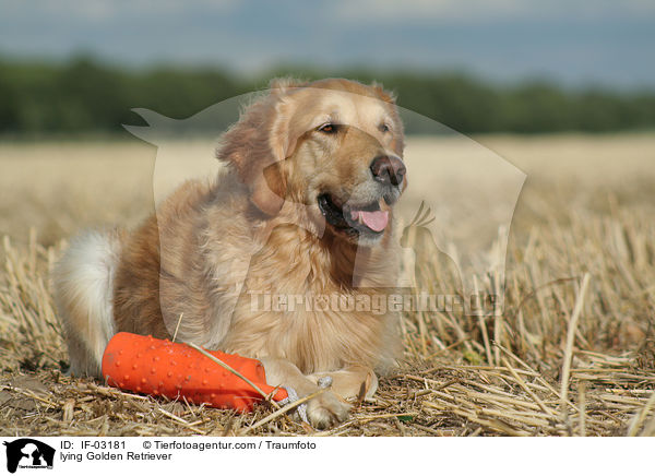 liegender Golden Retriever / lying Golden Retriever / IF-03181