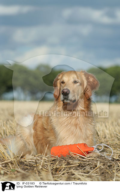 liegender Golden Retriever / lying Golden Retriever / IF-03183