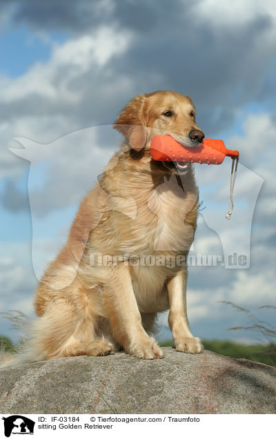 sitzender Golden Retriever / sitting Golden Retriever / IF-03184