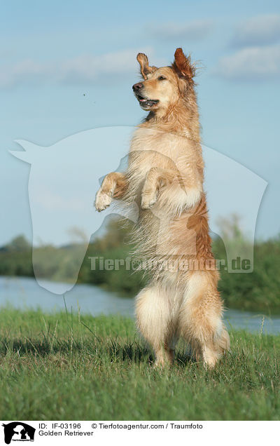 Golden Retriever / Golden Retriever / IF-03196