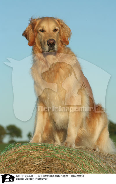 sitzender Golden Retriever / sitting Golden Retriever / IF-03236