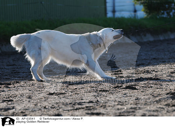 spielender Golden Retriever / playing Golden Retriever / AP-03541