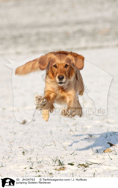 springender Golden Retriever / jumping Golden Retriever / JH-04763