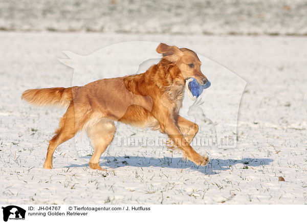 rennender Golden Retriever / running Golden Retriever / JH-04767