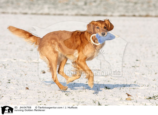 rennender Golden Retriever / running Golden Retriever / JH-04768