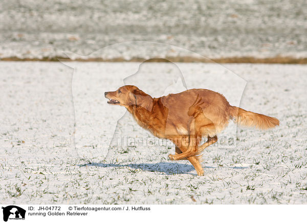 rennender Golden Retriever / running Golden Retriever / JH-04772