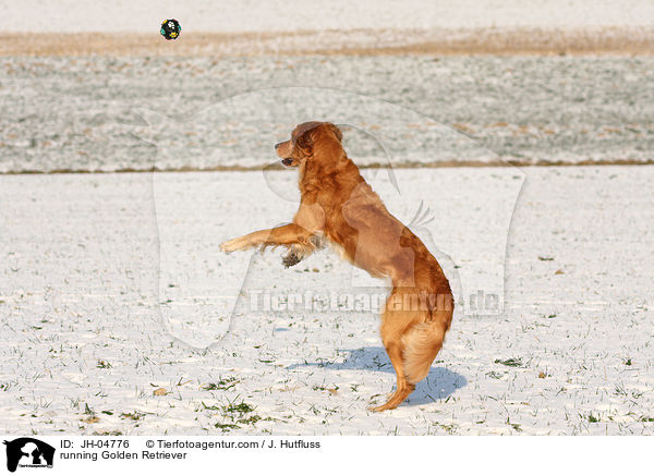 rennender Golden Retriever / running Golden Retriever / JH-04776