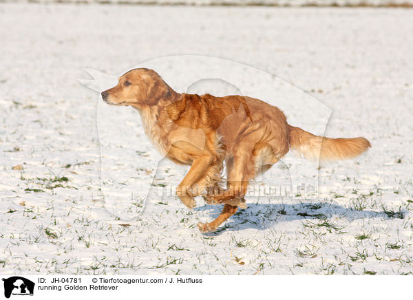 rennender Golden Retriever / running Golden Retriever / JH-04781