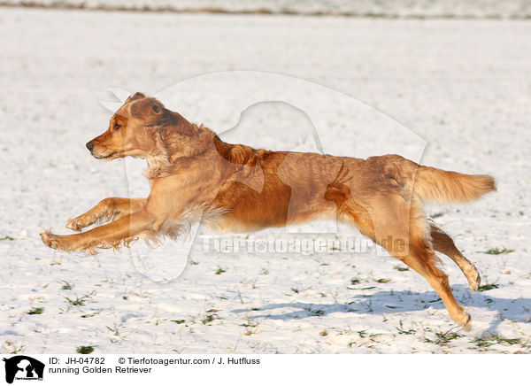 rennender Golden Retriever / running Golden Retriever / JH-04782