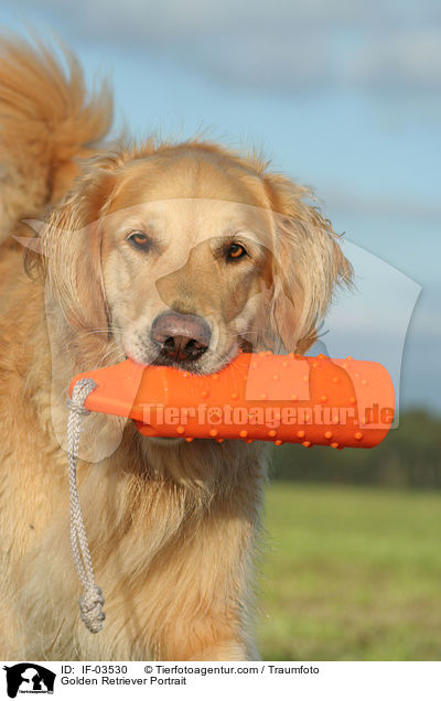 Golden Retriever Portrait / Golden Retriever Portrait / IF-03530