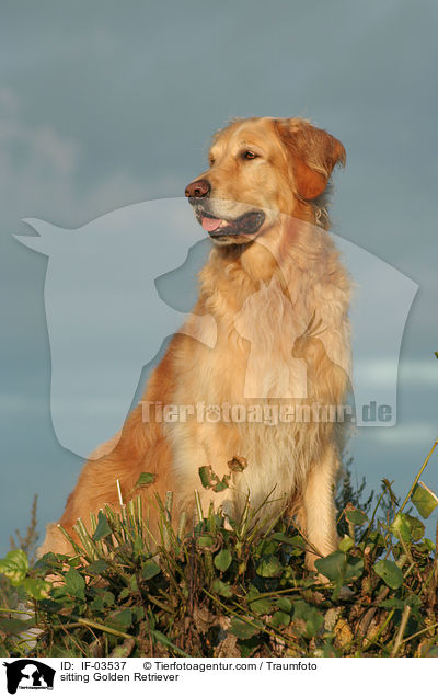 sitzender Golden Retriever / sitting Golden Retriever / IF-03537