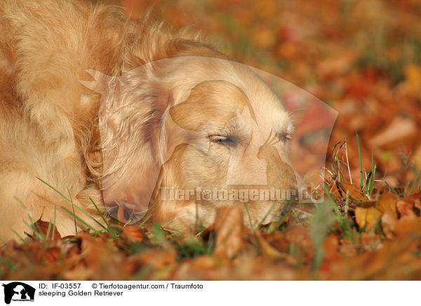schlafender Golden Retriever / sleeping Golden Retriever / IF-03557