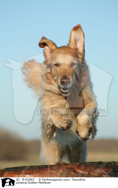 springender Golden Retriever / jumping Golden Retriever / IF-03583