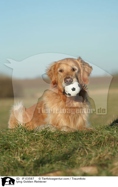 liegender Golden Retriever / lying Golden Retriever / IF-03587