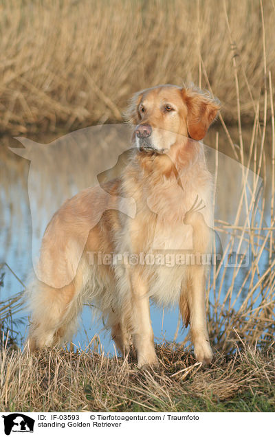 stehender Golden Retriever / standing Golden Retriever / IF-03593