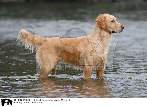 badender Golden Retriever / bathing Golden Retriever / MR-01089