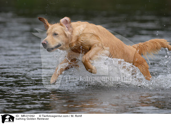 badender Golden Retriever / bathing Golden Retriever / MR-01092