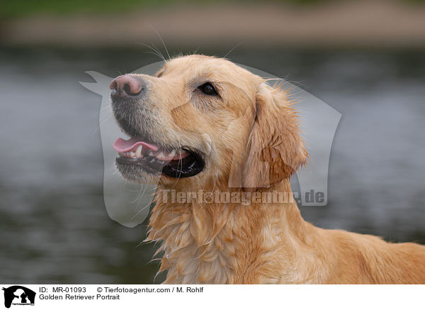 Golden Retriever Portrait / Golden Retriever Portrait / MR-01093