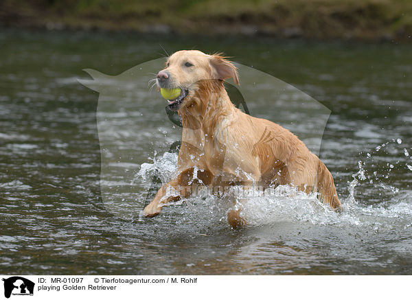 spielender Golden Retriever / playing Golden Retriever / MR-01097