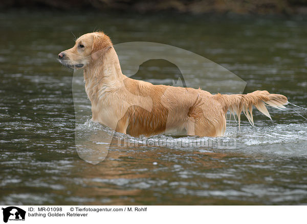 badender Golden Retriever / bathing Golden Retriever / MR-01098