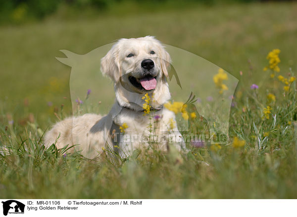 liegender Golden Retriever / lying Golden Retriever / MR-01106