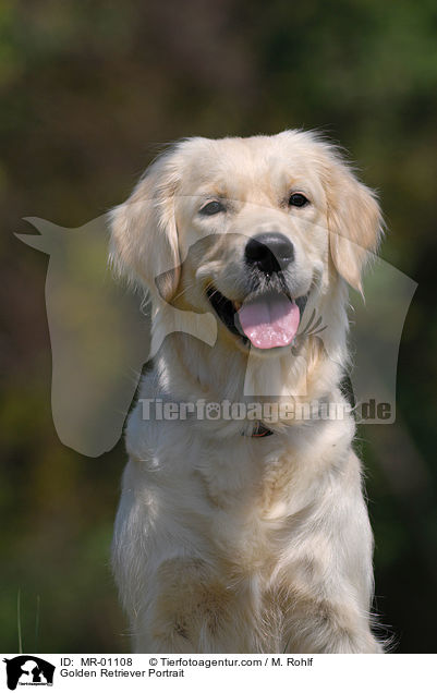 Golden Retriever Portrait / Golden Retriever Portrait / MR-01108