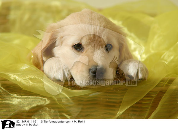 Welpe im Krbchen / puppy in basket / MR-01145