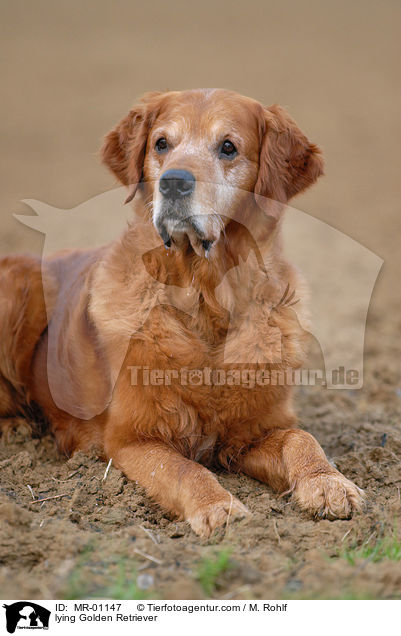 liegender Golden Retriever / lying Golden Retriever / MR-01147