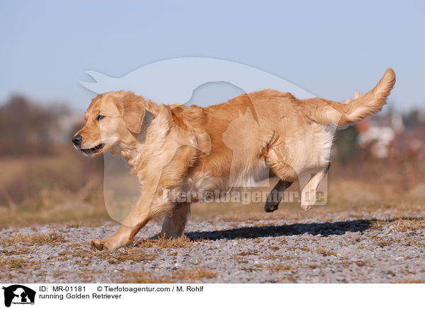 rennender Golden Retriever / running Golden Retriever / MR-01181