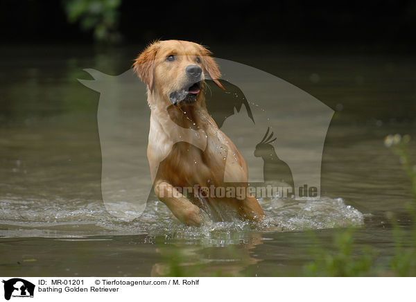 badender Golden Retriever / bathing Golden Retriever / MR-01201