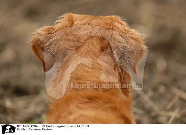 Golden Retriever Portrait / Golden Retriever Portrait / MR-01204