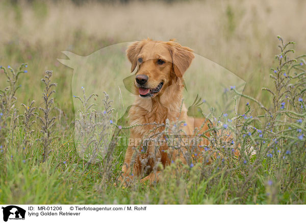 liegender Golden Retriever / lying Golden Retriever / MR-01206