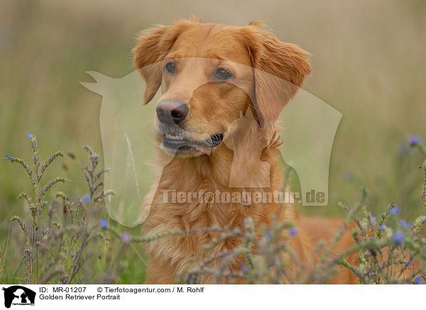 Golden Retriever Portrait / Golden Retriever Portrait / MR-01207