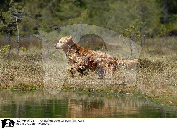 badender Golden Retriever / bathing Golden Retriever / MR-01211