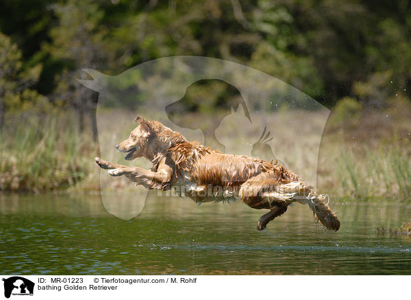 badender Golden Retriever / bathing Golden Retriever / MR-01223