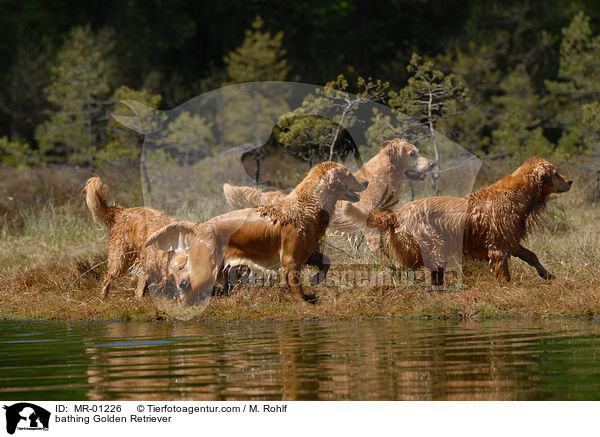 badender Golden Retriever / bathing Golden Retriever / MR-01226